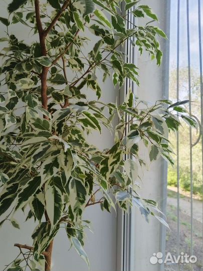 Фикус бенджамина старлайт/ домашние цветы/подарок