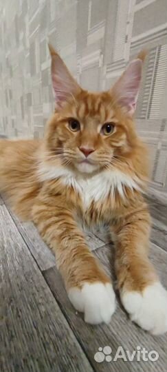 Котята мейн-кун