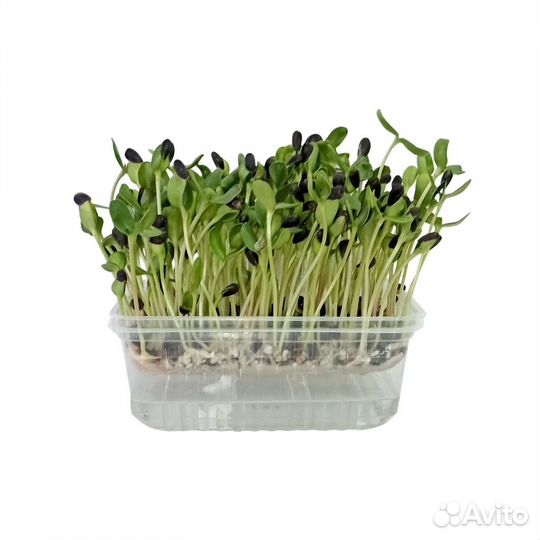 Школьные опыты. Набор для выращивания микрозелени