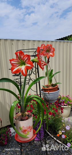 Гиппеаструм