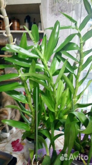 Орхидеи продажа