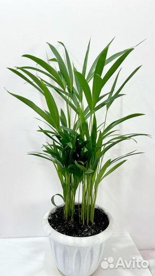 Пальма дипсис