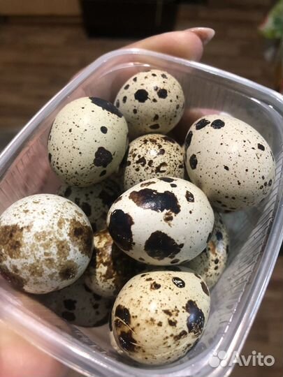 Яйца перепелиные домашние