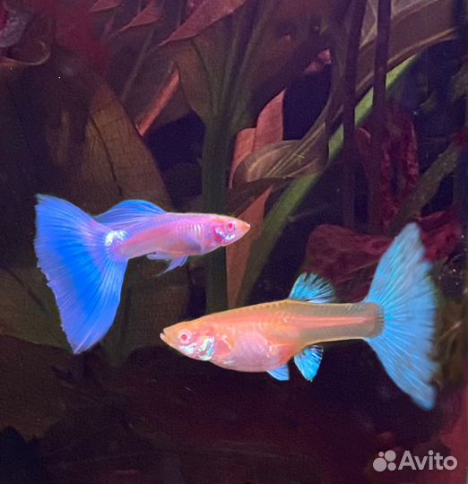Аквариумные рыбки гуппи