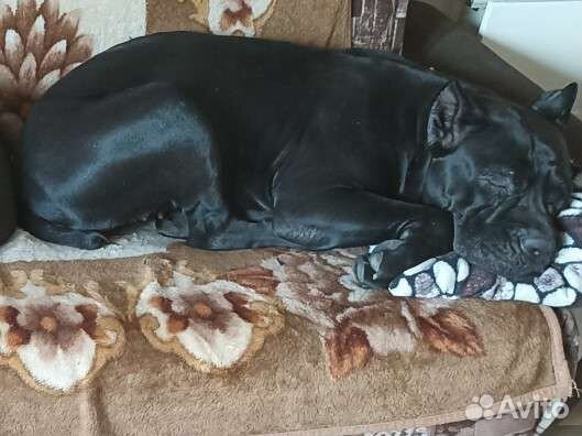 Догситтер, зооняня, передержка животных