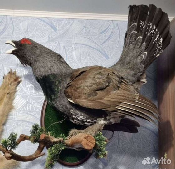 Таксидермия