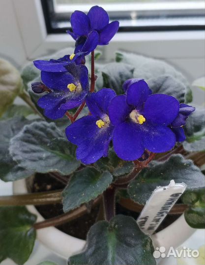 Фиалка Чёрная жемчужина