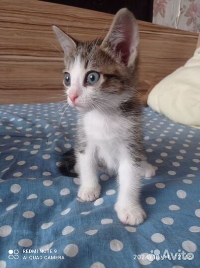 Канадский сфинкс