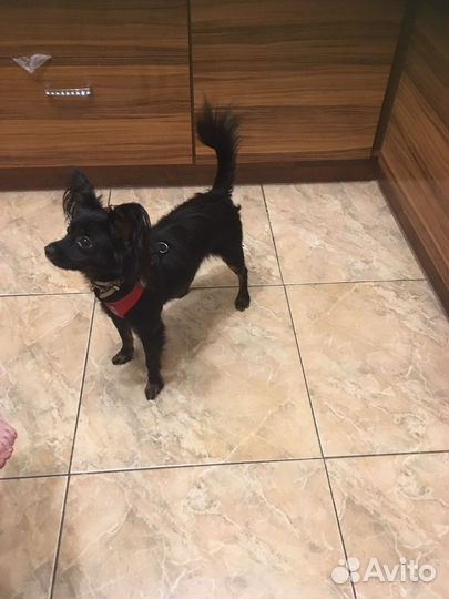 Вязка той-терьер кобель