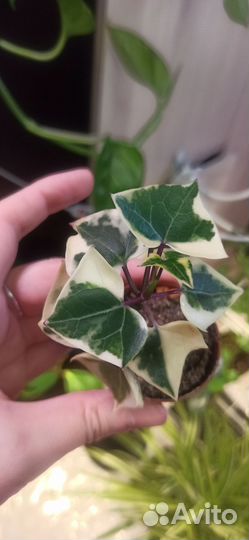 Крестовник вариегатный