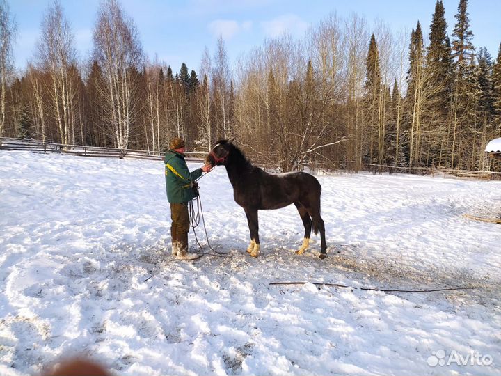 Кобыла орловской рысистой породы