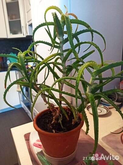 Комнатные цветы алоэ