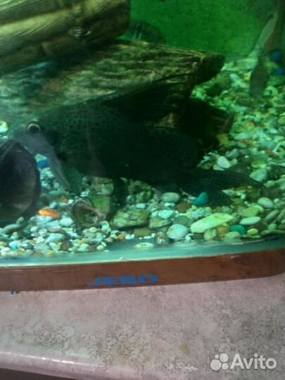 Аквариумные рыбки