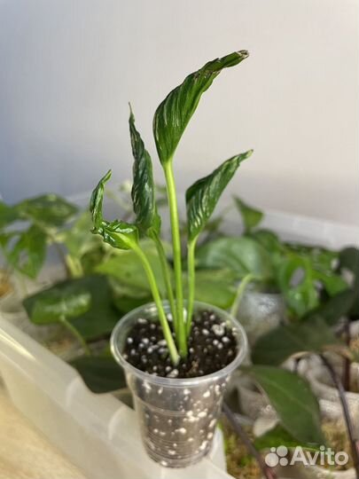 Комнатные растения