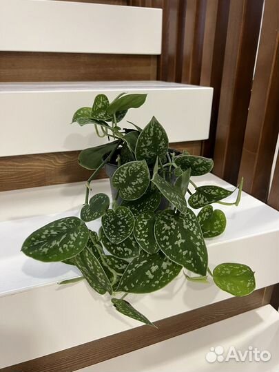 Сциндапсус Филодендрон Эпипремнум
