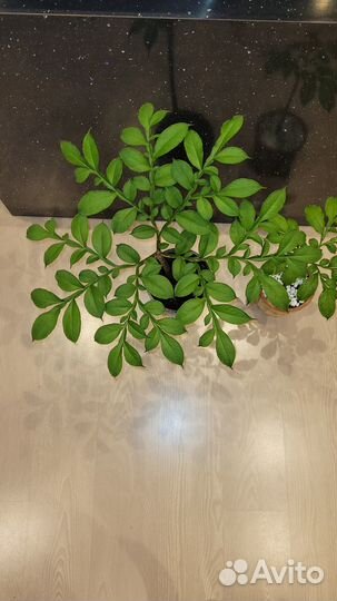 Аморфофаллус