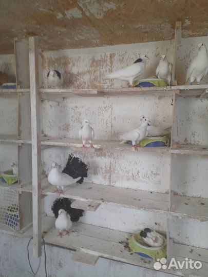 Голуби павлины