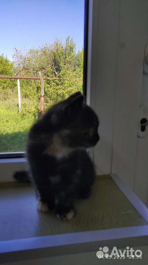 Котенок в добрые руки