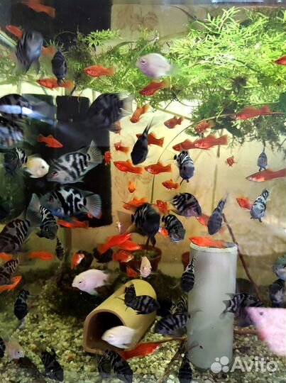 Аквариумные рыбки и растения