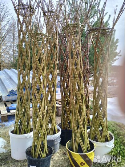 Плетеные деревья из ивы. Русская пальма