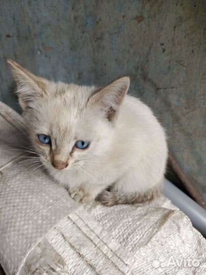 Котята бесплатно