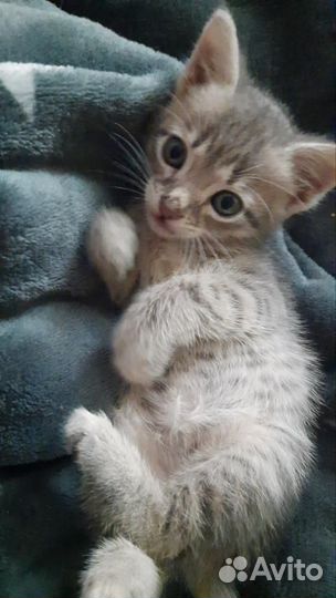 Котенок в добрые руки