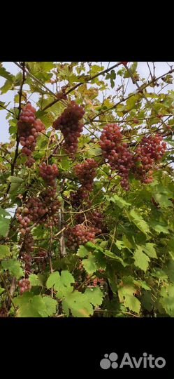 Виноград (взрослые кусты )