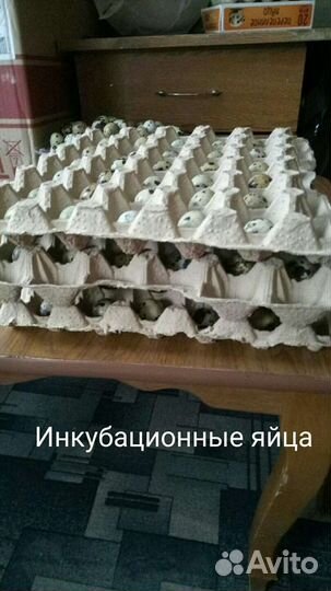 Яйца перепелиные,тушки копченые