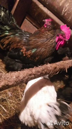 Петух брама