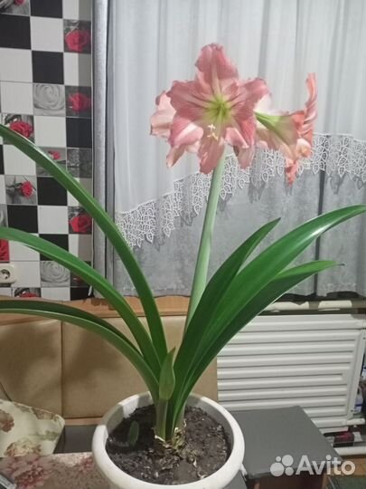 Комнатный цветок гиппеаструм