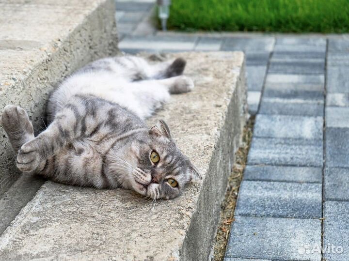 Тротуарная плитка Propress с гарантией