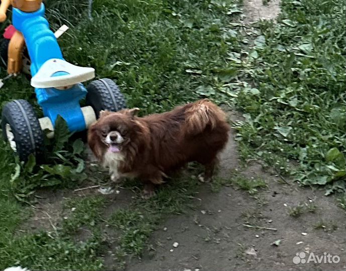 Чихуахуа из питомника