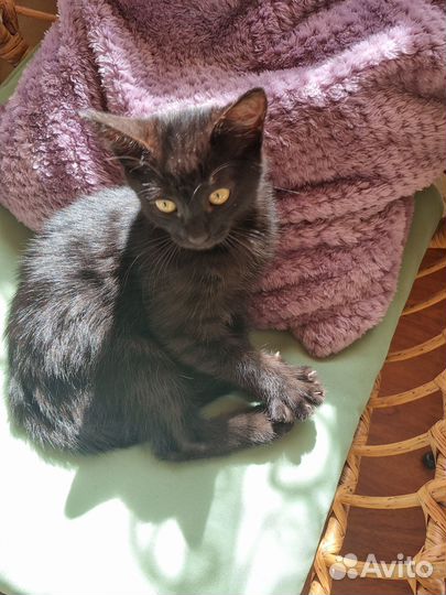 Кошечка в добрые руки