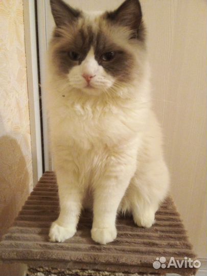 Продам кота рэдголл мальчик привит кастрат