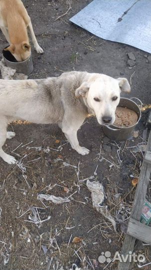 Собакам нужна помощь