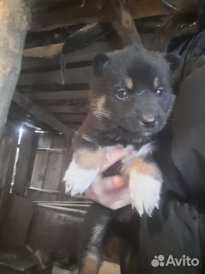 Щенки, мама-хаска