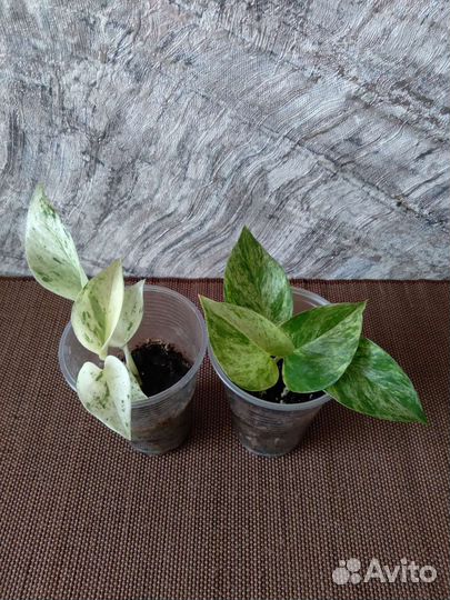 Сциндапсусы вариегатные