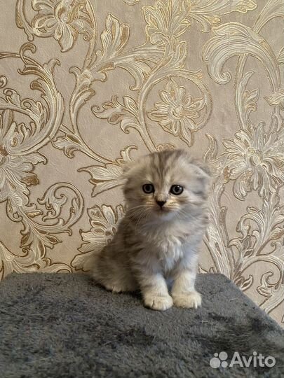 Британские котята
