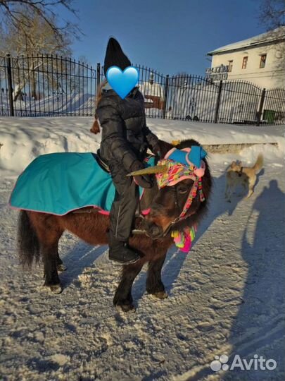 Прокат на лошади
