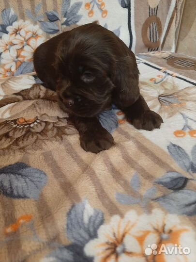 Щенки английский кокер спаниель