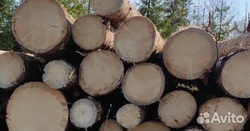 Лес кругляк сухостой