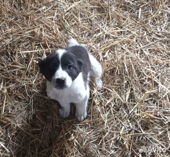 Среднеазиатская овчарка алабай