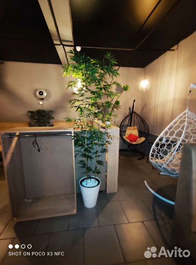 Искусственный бамбук, деревья для интерьера