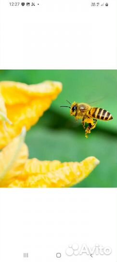 Пчелосемьи