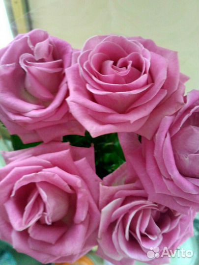 Сухие липестки розовой чайной розы