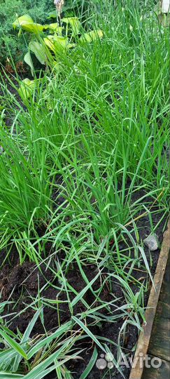 Джусай лук Китайский