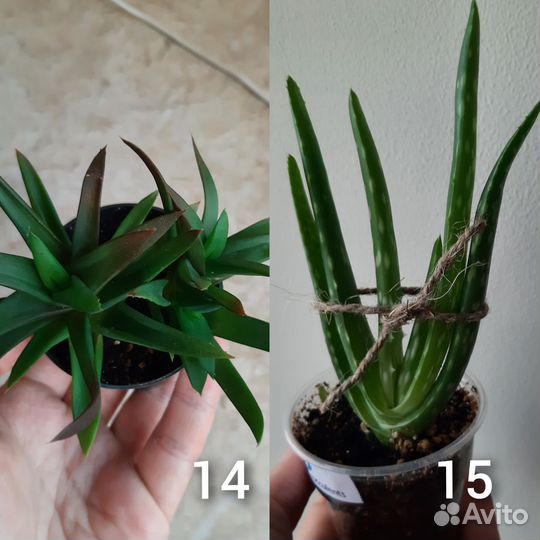 Суккуленты (Обновлено 17.09)