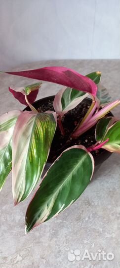 Строманта триколор