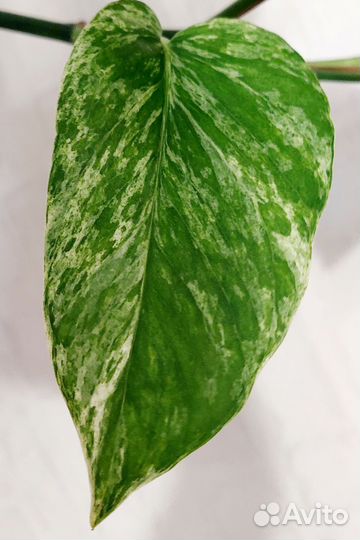 Сциндапсусы и эпипремнумы (разные сорта)