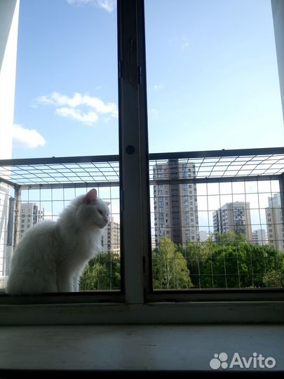 Балкончик за окошко, безопасность для кошки